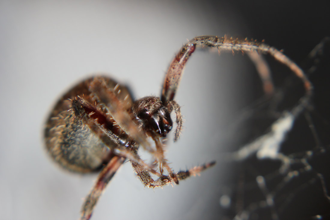 spotted orb weaver photo